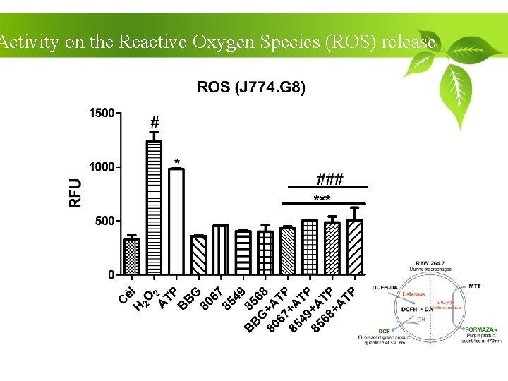 Activity on the Reactive Oxygen Species (ROS) release 