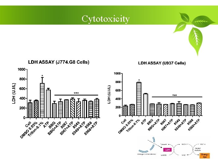 Cytotoxicity 