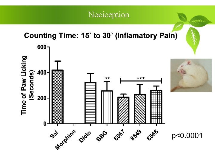 Nociception 