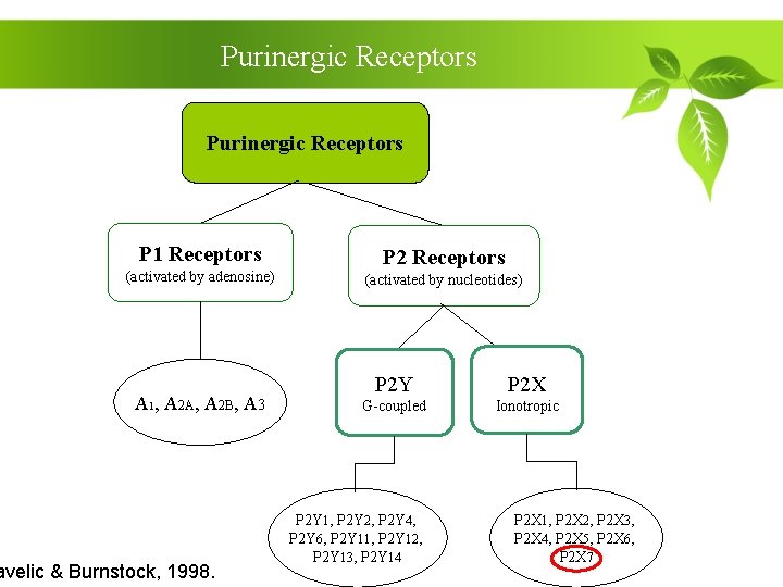 Purinergic Receptors P 1 Receptors (activated by adenosine) A 1, A 2 A, A