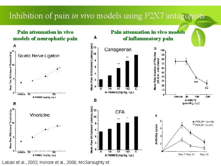 Inhibition of pain in vivo models using P 2 X 7 antagonists Pain attenuation