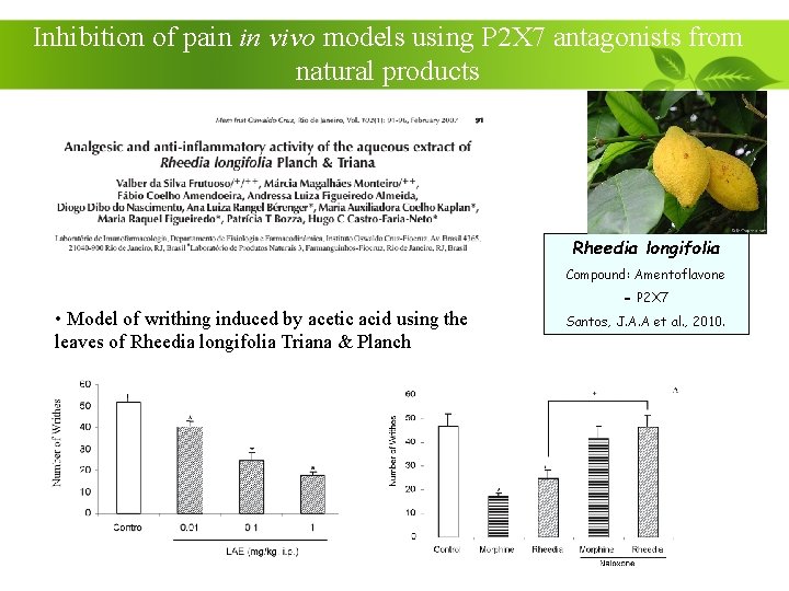 Inhibition of pain in vivo models using P 2 X 7 antagonists from natural
