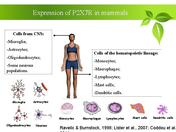 Expression of P 2 X 7 R in mammals Cells from CNS: -Microglia; -Astrocytes;