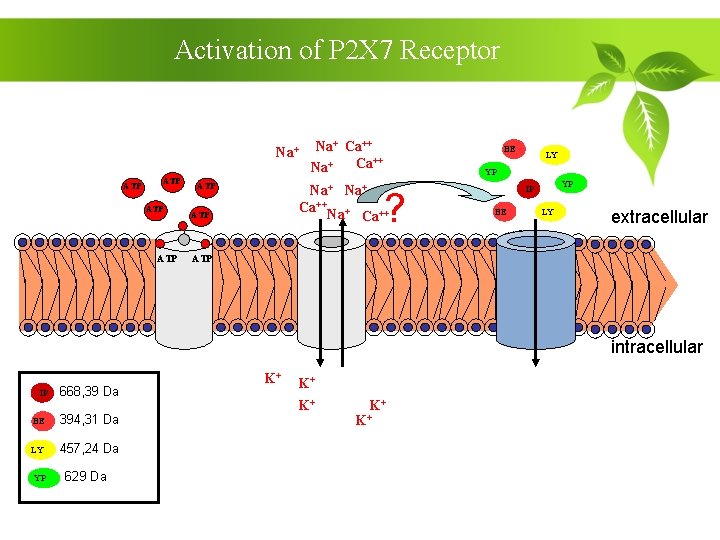 Activation of P 2 X 7 Receptor Na+ ATP ATP ATP Na+ Ca++ Na+