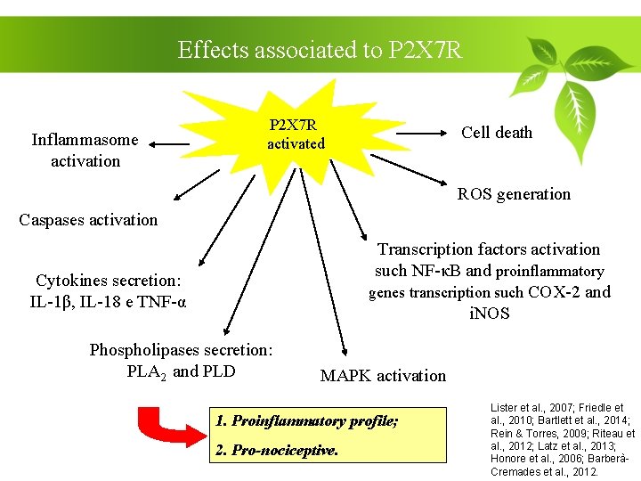 Effects associated to P 2 X 7 R Inflammasome activation P 2 X 7