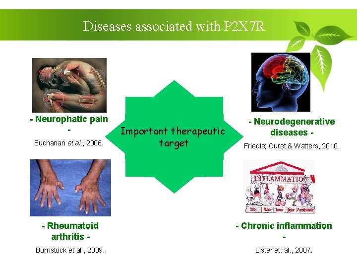 Diseases associated with P 2 X 7 R - Neurophatic pain Buchanan et al.