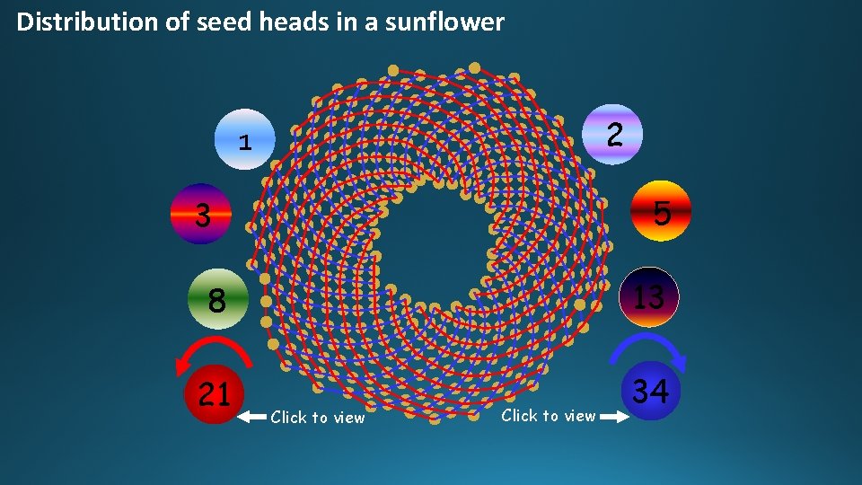 Distribution of seed heads in a sunflower 2 1 5 3 8 13 21