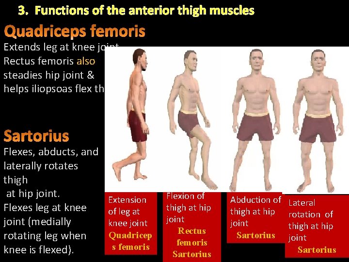 3. Functions of the anterior thigh muscles Extends leg at knee joint. Rectus femoris