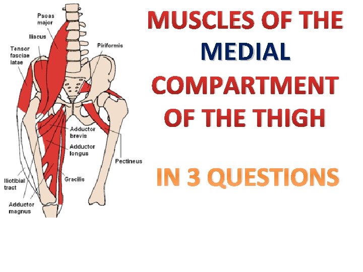 MUSCLES OF THE MEDIAL COMPARTMENT OF THE THIGH IN 3 QUESTIONS 