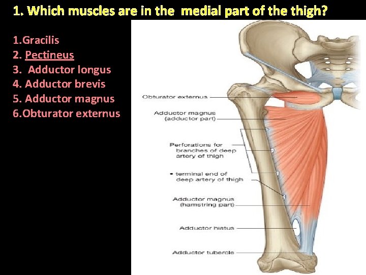 1. Which muscles are in the medial part of the thigh? 1. Gracilis 2.