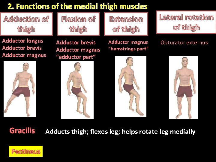 2. Functions of the medial thigh muscles Adduction of Flexion of Extension thigh of