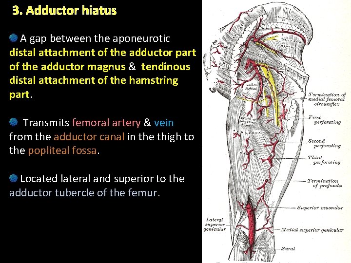 3. Adductor hiatus A gap between the aponeurotic distal attachment of the adductor part