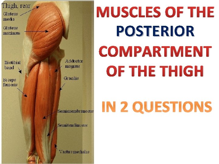 MUSCLES OF THE POSTERIOR COMPARTMENT OF THE THIGH IN 2 QUESTIONS 