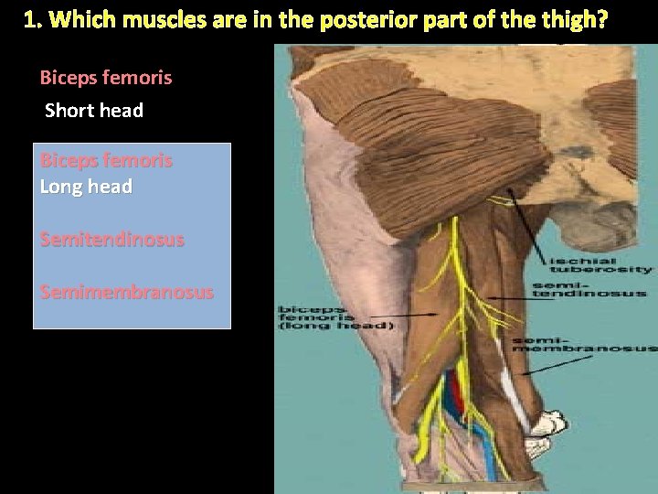 1. Which muscles are in the posterior part of the thigh? Biceps femoris Short