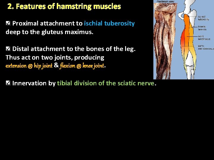 2. Features of hamstring muscles Proximal attachment to ischial tuberosity deep to the gluteus