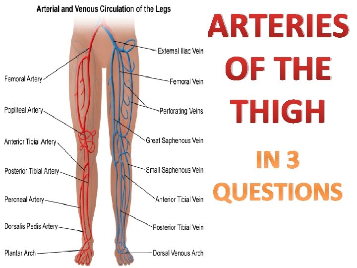 ARTERIES OF THE THIGH IN 3 QUESTIONS 