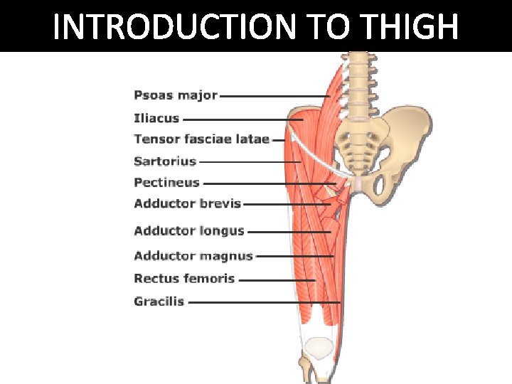 INTRODUCTION TO THIGH 