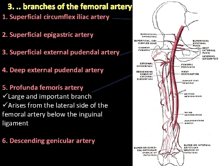 3. . . branches of the femoral artery 1. Superficial circumflex iliac artery 2.