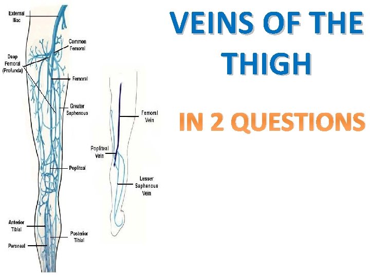 VEINS OF THE THIGH IN 2 QUESTIONS 