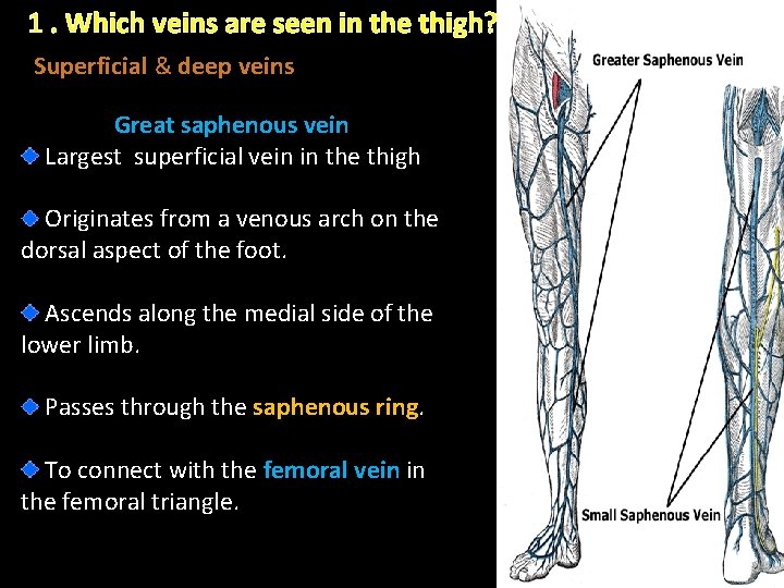 1. Which veins are seen in the thigh? Superficial & deep veins Great saphenous