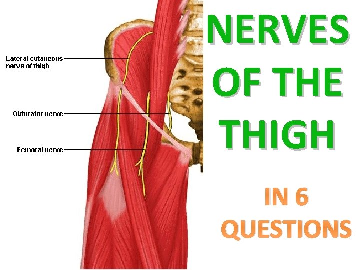 NERVES OF THE THIGH IN 6 QUESTIONS 