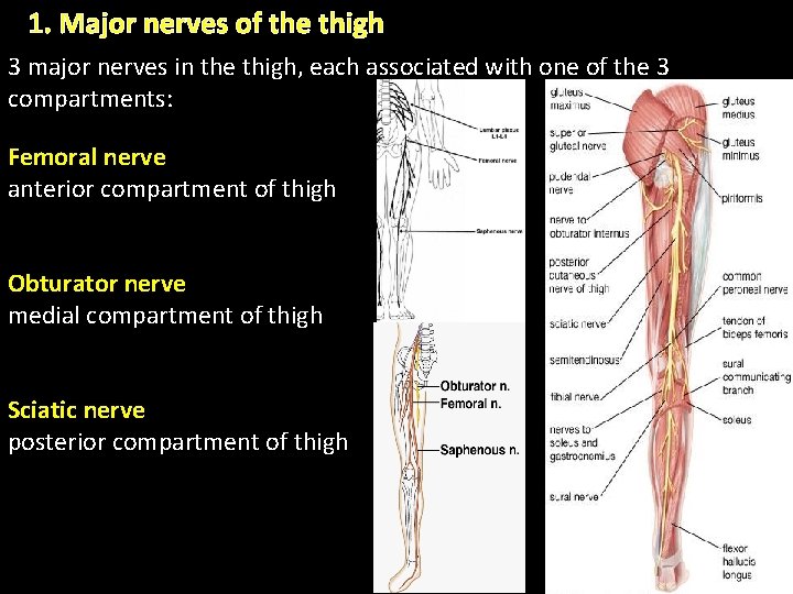 1. Major nerves of the thigh 3 major nerves in the thigh, each associated