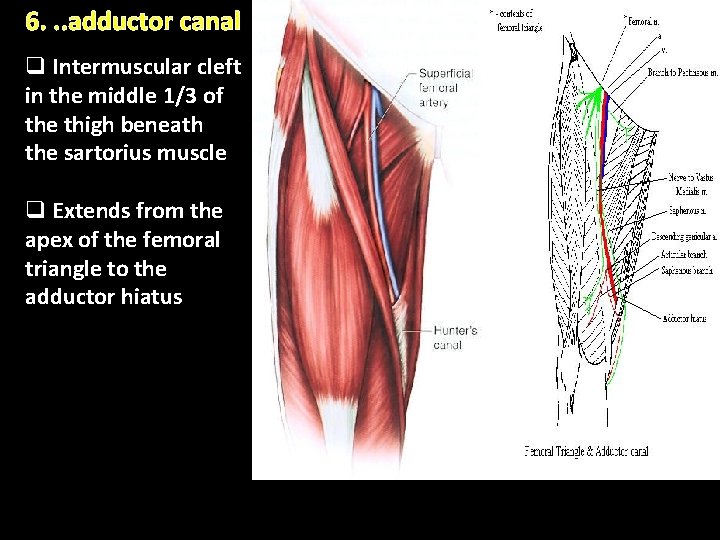6. . . adductor canal q Intermuscular cleft in the middle 1/3 of the