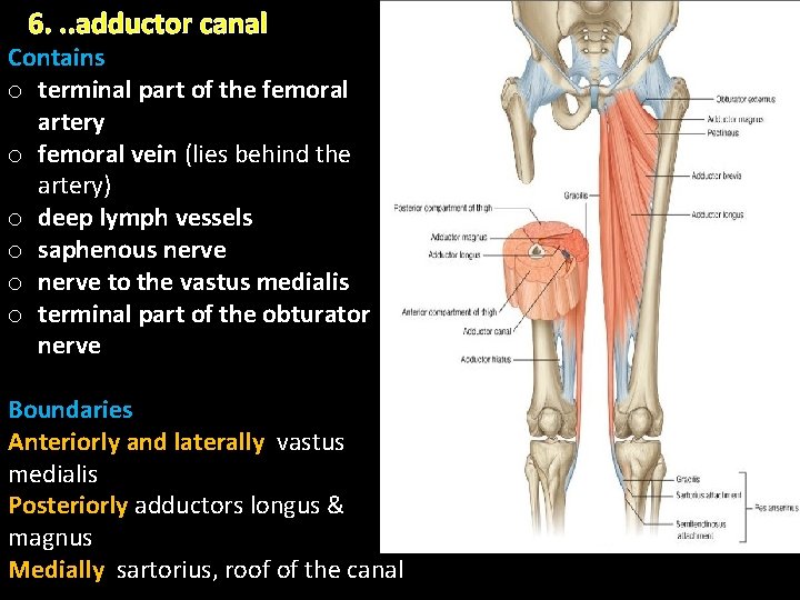 6. . . adductor canal Contains o terminal part of the femoral artery o