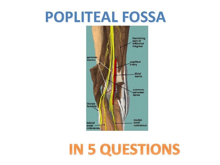 POPLITEAL FOSSA IN 5 QUESTIONS 