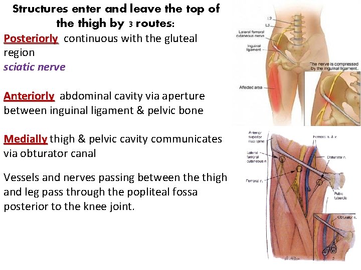 Structures enter and leave the top of the thigh by 3 routes: Posteriorly continuous