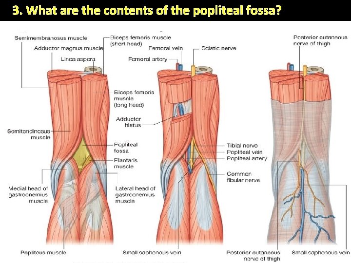 3. What are the contents of the popliteal fossa? 1) Termination of the small