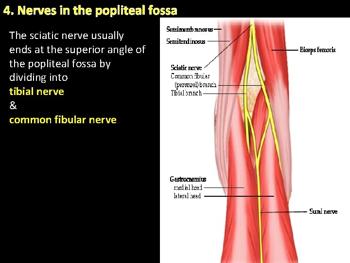 4. Nerves in the popliteal fossa The sciatic nerve usually ends at the superior