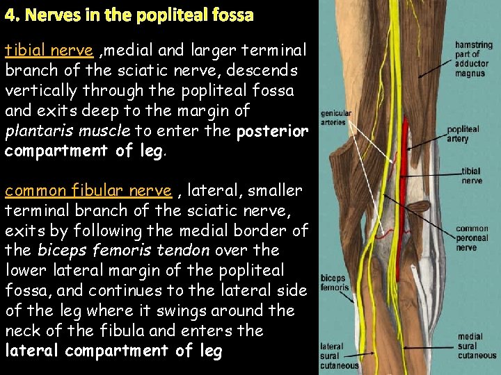 4. Nerves in the popliteal fossa tibial nerve , medial and larger terminal branch