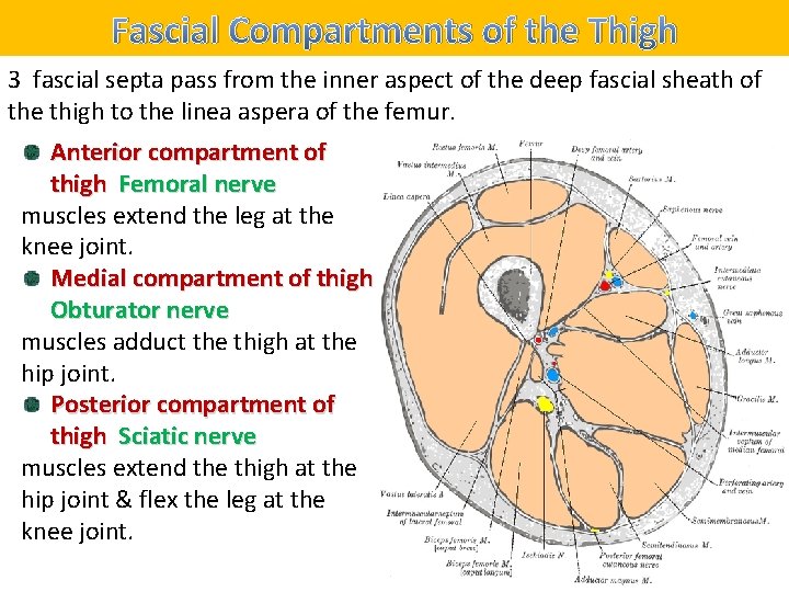 Fascial Compartments of the Thigh 3 fascial septa pass from the inner aspect of