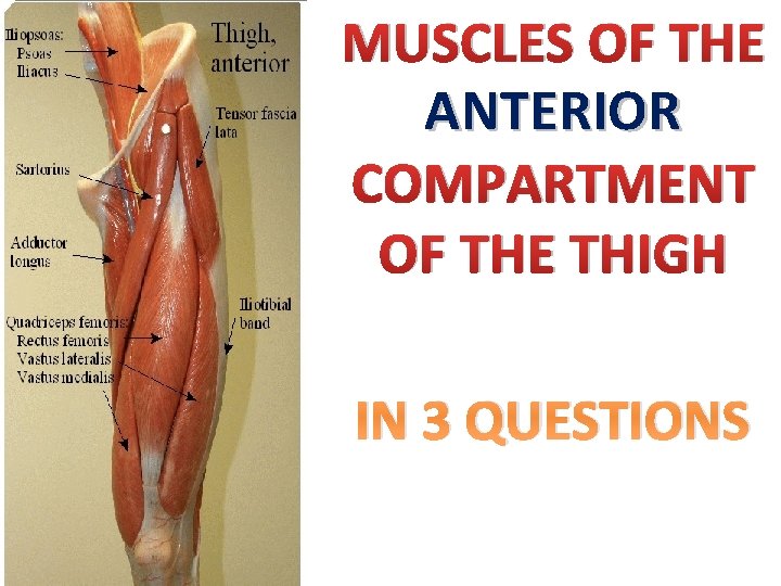 MUSCLES OF THE ANTERIOR COMPARTMENT OF THE THIGH IN 3 QUESTIONS 