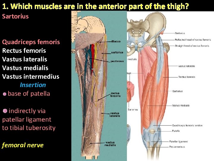 1. Which muscles are in the anterior part of the thigh? Sartorius Quadriceps femoris