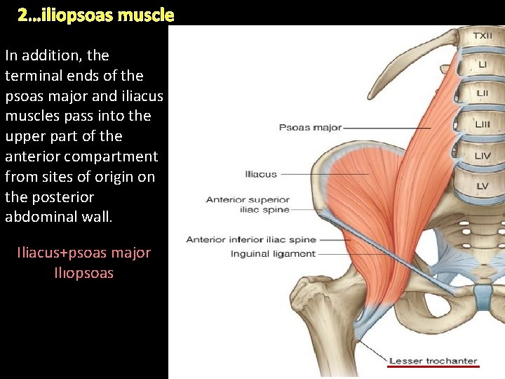 2…iliopsoas muscle In addition, the terminal ends of the psoas major and iliacus muscles