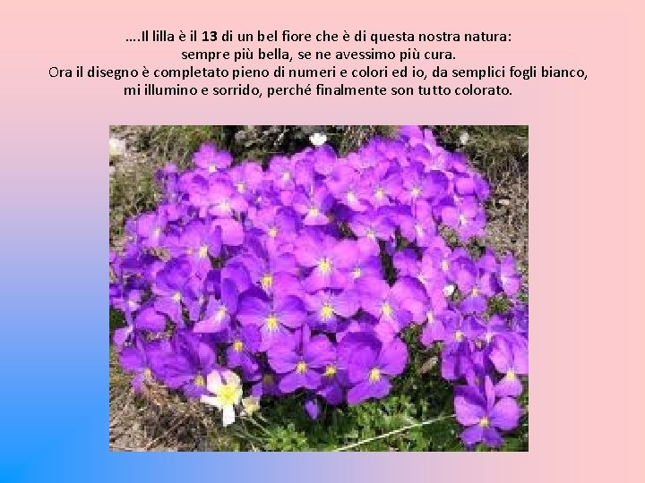 …. Il lilla è il 13 di un bel fiore che è di questa