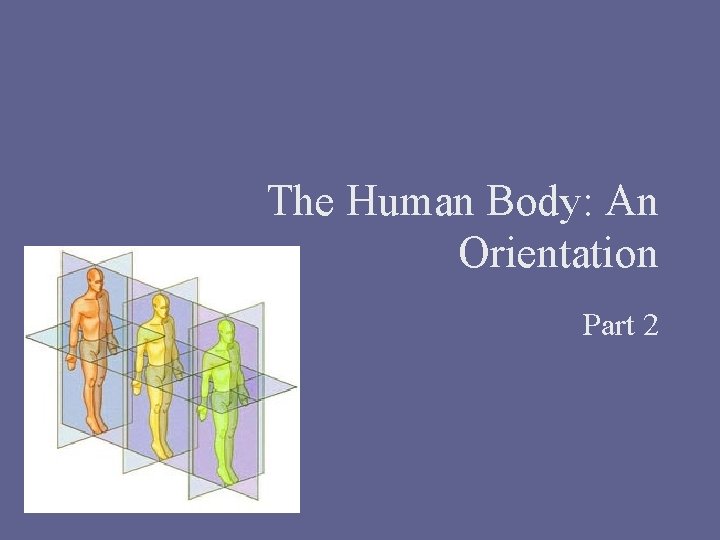 The Human Body: An Orientation Part 2 