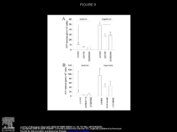 FIGURE 9 Journal of Biological Chemistry 2006 2815686 -5693 DOI: (10. 1074/jbc. M 510452200)