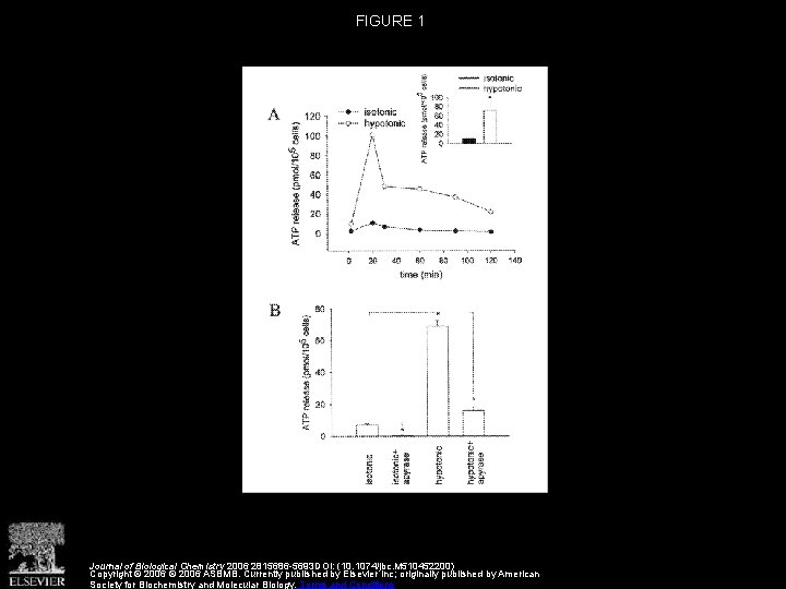 FIGURE 1 Journal of Biological Chemistry 2006 2815686 -5693 DOI: (10. 1074/jbc. M 510452200)