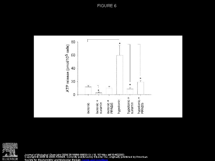 FIGURE 6 Journal of Biological Chemistry 2006 2815686 -5693 DOI: (10. 1074/jbc. M 510452200)