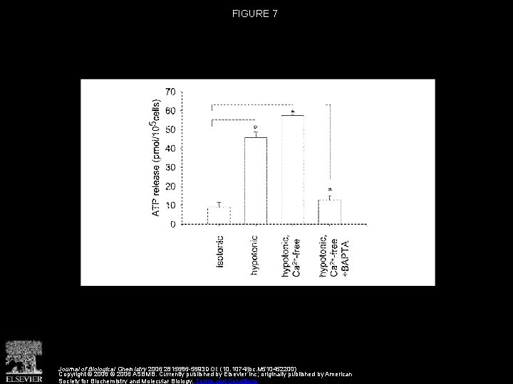 FIGURE 7 Journal of Biological Chemistry 2006 2815686 -5693 DOI: (10. 1074/jbc. M 510452200)