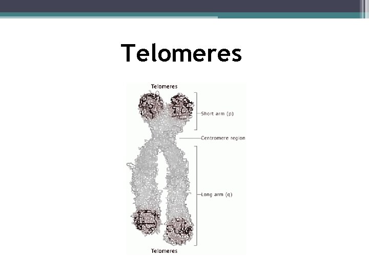 Telomeres 