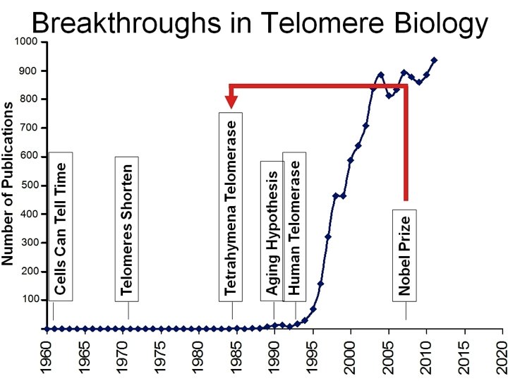 Telomerase Activity Has Positive Impact On Adult Stem Cells • “The real targets for