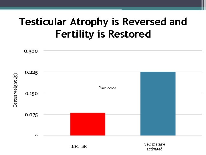 Testes weight (g) Testicular Atrophy is Reversed and Fertility is Restored P=0. 0001 TERT-ER