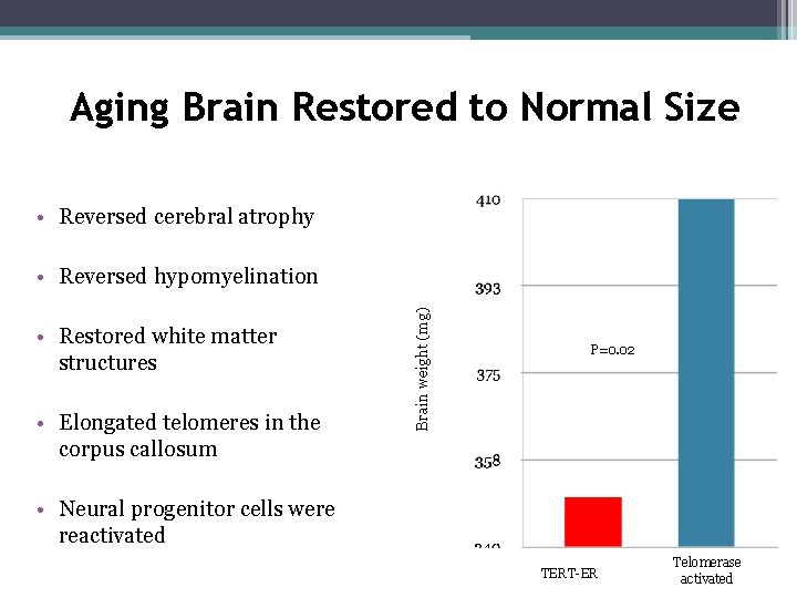 Aging Brain Restored to Normal Size • Reversed cerebral atrophy • Restored white matter