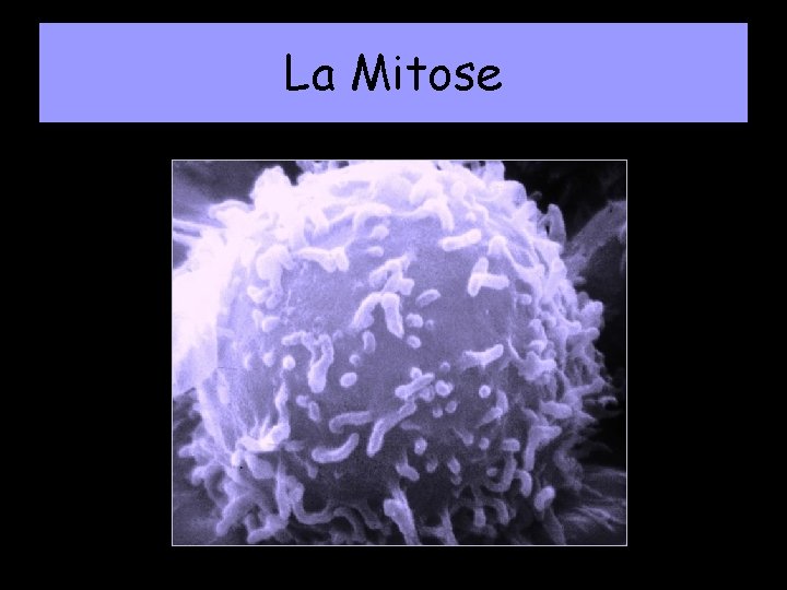 La Mitose 