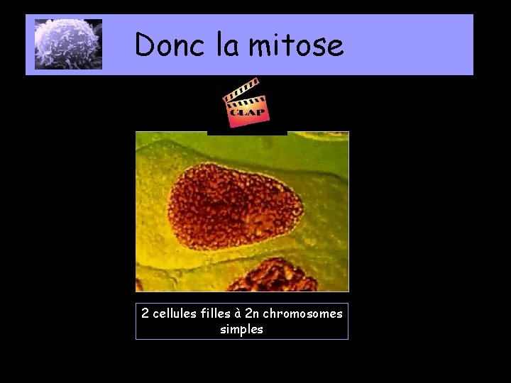 Donc la mitose 2 cellules filles à 2 n chromosomes simples 