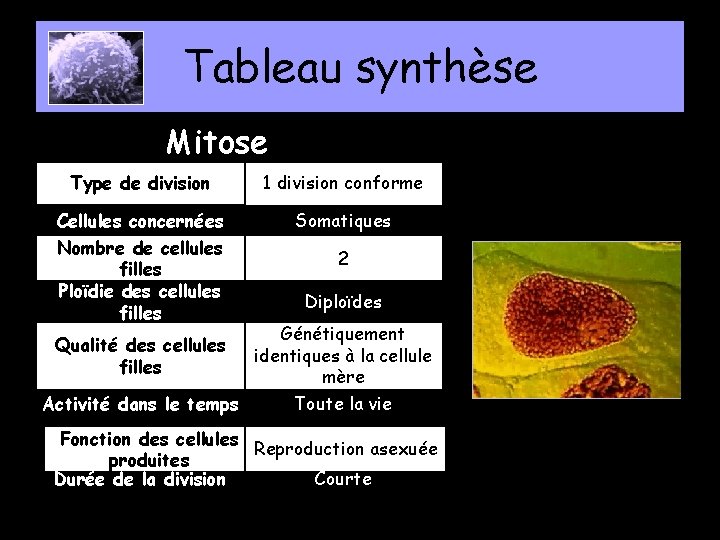 Tableau synthèse Mitose Type de division 1 division conforme Cellules concernées Nombre de cellules